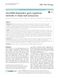 microRNA-dependent gene regulatory networks in maize leaf senescence