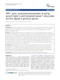 VRN-1 gene- associated prerequisites of spring growth habit in wild tetraploid wheat T. dicoccoides and the diploid A genome species