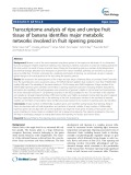 Transcriptome analysis of ripe and unripe fruit tissue of banana identifies major metabolic networks involved in fruit ripening process