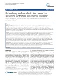 Redundancy and metabolic function of the glutamine synthetase gene family in poplar