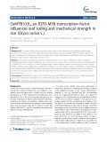 OsMYB103L, an R2R3-MYB transcription factor, influences leaf rolling and mechanical strength in rice (Oryza sativa L.)