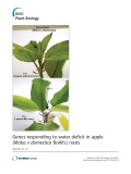 Genes responding to water deficit in apple (Malus × domestica Borkh.) roots