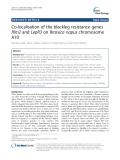 Co-localisation of the blackleg resistance genes Rlm2 and LepR3 on Brassica napus chromosome A10
