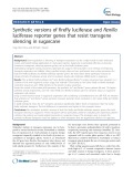Synthetic versions of firefly luciferase and Renilla luciferase reporter genes that resist transgene silencing in sugarcane