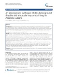 An aboveground pathogen inhibits belowground rhizobia and arbuscular mycorrhizal fungi in Phaseolus vulgaris