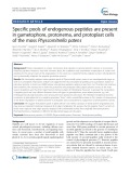Specific pools of endogenous peptides are present in gametophore, protonema, and protoplast cells of the moss Physcomitrella patens