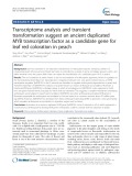Transcriptome analysis and transient transformation suggest an ancient duplicated MYB transcription factor as a candidate gene for leaf red coloration in peach