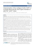 Characterization of the multigene family TaHKT 2;1 in bread wheat and the role of gene members in plant Na+ and K+ status