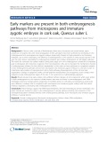 Early markers are present in both embryogenesis pathways from microspores and immature zygotic embryos in cork oak, Quercus suber L
