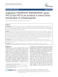 Arabidopsis PHOSPHATE TRANSPORTER1 genes PHT1;8 and PHT1;9 are involved in root-to-shoot translocation of orthophosphate