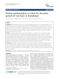 Protein palmitoylation is critical for the polar growth of root hairs in Arabidopsis