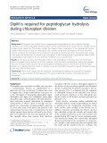 DipM is required for peptidoglycan hydrolysis during chloroplast division