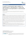 A small XY chromosomal region explains sex determination in wild dioecious V. vinifera and the reversal to hermaphroditism in domesticated grapevines