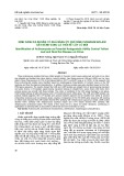 Định danh xạ khuẩn có khả năng ức chế nấm Fusarium solani gây bệnh vàng lá thối rễ cây có múi