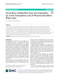 Secondary metabolites from the Aspergillus sp. in the rhizosphere soil of Phoenix dactylifera (Palm tree)