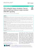 CRL4 ubiquitin ligase stimulates Fanconi anemia pathway-induced single-stranded DNA-RPA signaling