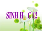 Bài giảng Sinh học 12 - Bài 35: Môi trường và các nhân tố sinh thái