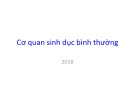 Bài giảng Cơ quan sinh dục bình thường