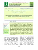 Phenotypic stability analysis on macaroni wheat (Triticum durum desf.) under normal and stress environments
