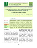 Evaluation of Tuberose (Polianthes tuberosa) cultivars for semi-arid tropic condition similar to tiruchirappalli, Tamilnadu, India
