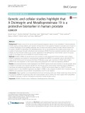 Genetic and cellular studies highlight that A Disintegrin and Metalloproteinase 19 is a protective biomarker in human prostate cancer