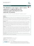 The Deleted in Liver Cancer 1 (Dlc1) tumor suppressor is haploinsufficient for mammary gland development and epithelial cell polarity