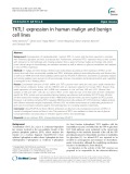 TKTL1 expression in human malign and benign cell lines