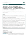 Validation of COL11A1/procollagen 11A1 expression in TGF-β1-activated immortalised human mesenchymal cells and in stromal cells of human colon adenocarcinoma