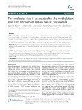 The nucleolar size is associated to the methylation status of ribosomal DNA in breast carcinomas