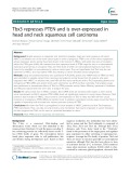 Tbx3 represses PTEN and is over-expressed in head and neck squamous cell carcinoma