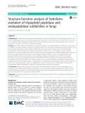 Structure-function analysis of Sedolisins: Evolution of tripeptidyl peptidase and endopeptidase subfamilies in fungi