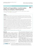 Hsp90 and hepatobiliary transformation during sea lamprey metamorphosis
