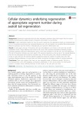 Cellular dynamics underlying regeneration of appropriate segment number during axolotl tail regeneration