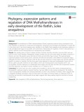 Phylogeny, expression patterns and regulation of DNA Methyltransferases in early development of the flatfish, Solea senegalensis