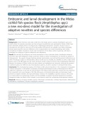 Embryonic and larval development in the Midas cichlid fish species flock (Amphilophus spp.): A new evo-devo model for the investigation of adaptive novelties and species differences