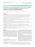 Expression of ribosomopathy genes during Xenopus tropicalis embryogenesis