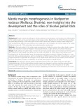 Mantle margin morphogenesis in Nodipecten nodosus (Mollusca: Bivalvia): New insights into the development and the roles of bivalve pallial folds