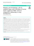 Wingless and Archipelago, a fly E3 ubiquitin ligase and a homolog of human tumor suppressor FBW7, show an antagonistic relationship in wing development