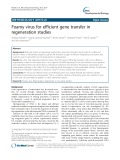 Foamy virus for efficient gene transfer in regeneration studies
