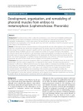 Development, organization, and remodeling of phoronid muscles from embryo to metamorphosis (Lophotrochozoa: Phoronida)