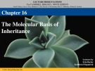 Lecture Campbell biology (9th edition) - Chapter 16: The molecular basis of inheritance