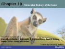 Lecture Campbell biology: Concepts and connections (Seventh edition) - Chapter 10: Molecular biology of the gene