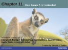 Lecture Campbell biology: Concepts and connections (Seventh edition) - Chapter 11: How genes are controlled