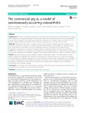 The commercial pig as a model of spontaneously-occurring osteoarthritis