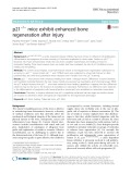 P21−/− mice exhibit enhanced bone regeneration after injury