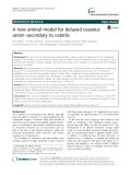 A new animal model for delayed osseous union secondary to osteitis