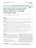 Stem cells and bFGF in tendon healing: Effects of lentiviral gene transfer and long-term follow-up in a rat Achilles tendon defect model