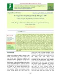 A comparative morphological study of tezpur litchi
