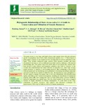 Phylogenetic relationship of oats (Avena sativa L): A guide to conservation and utilisation of genetic resources