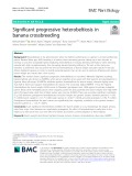 Significant progressive heterobeltiosis in banana crossbreeding